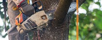 Best Hedge Trimming  in Elkhorn, CA