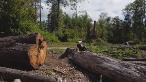 Best Emergency Tree Removal  in Elkhorn, CA