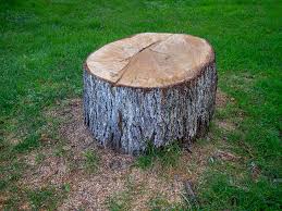 Professional Tree Care in Elkhorn, CA