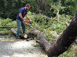 Best Tree Risk Assessment  in Elkhorn, CA