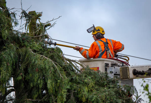 Professional Tree Care in Elkhorn, CA