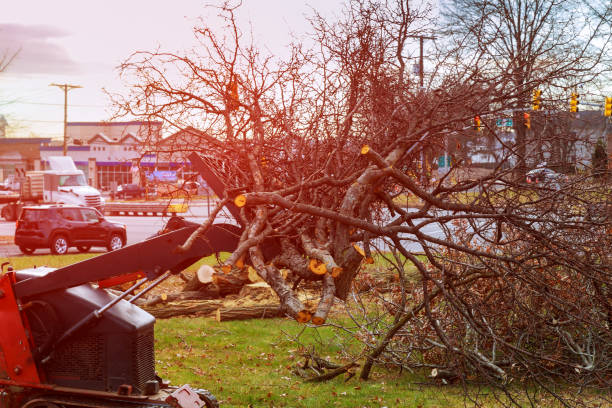 How Our Tree Care Process Works  in  Elkhorn, CA