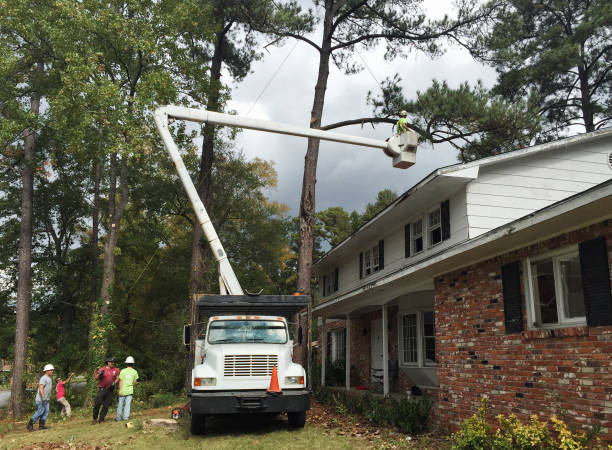 Best Commercial Tree Services  in Elkhorn, CA