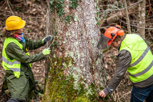 Best Arborist Consultation Services  in Elkhorn, CA