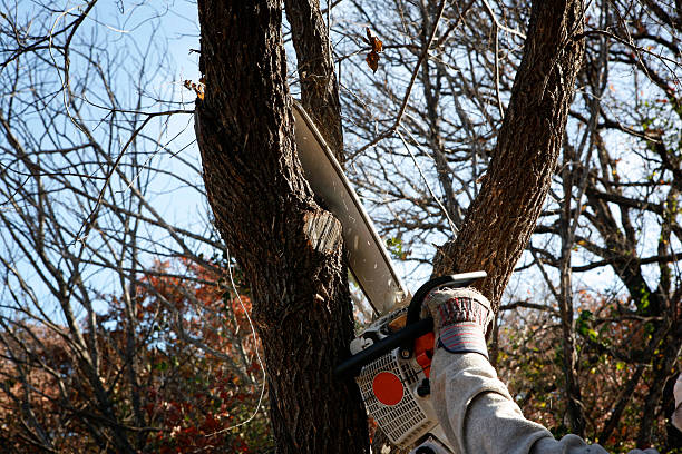Best Stump Grinding and Removal  in Elkhorn, CA
