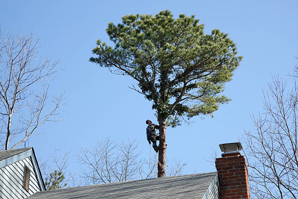 Best Hazardous Tree Removal  in Elkhorn, CA