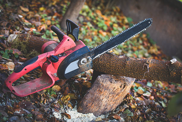 Best Tree Cabling and Bracing  in Elkhorn, CA