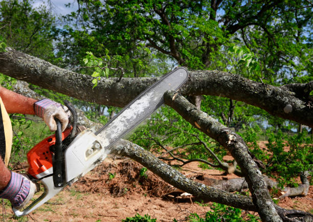 Best Tree Mulching  in Elkhorn, CA